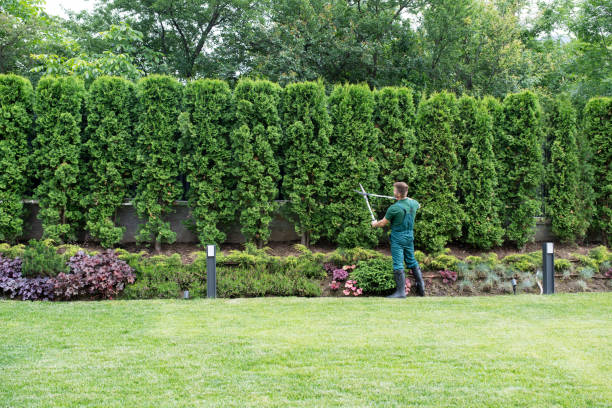 Leaf Removal in Graton, CA